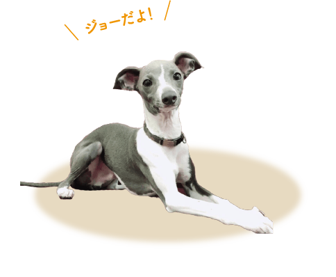 最新情報 貴志商店 四国 徳島 ペット用品