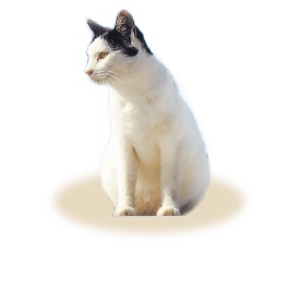 採用情報 貴志商店 四国 徳島 ペット用品